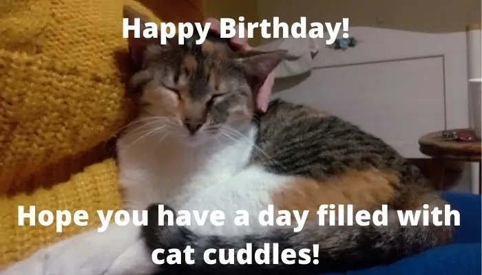 Happy Birthday. Hope you have a day filled with cat cuddles.