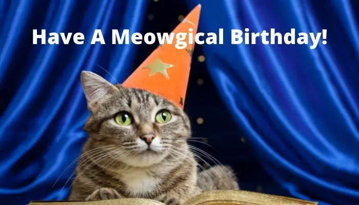 Have a meow-gical birthday.