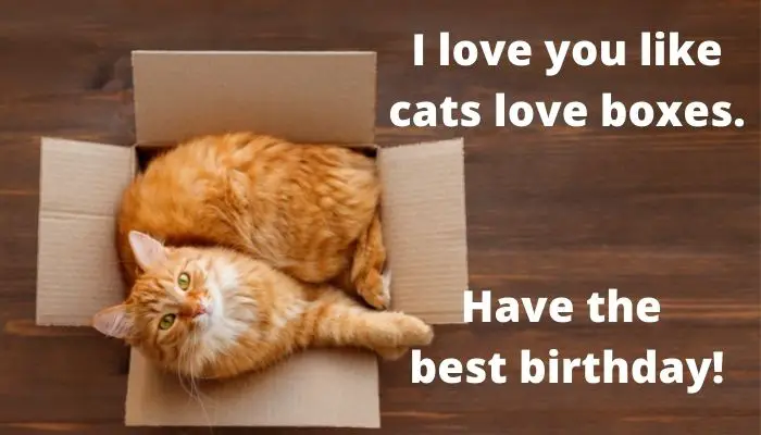 I love you like cats love boxes. Have the best birthday. 