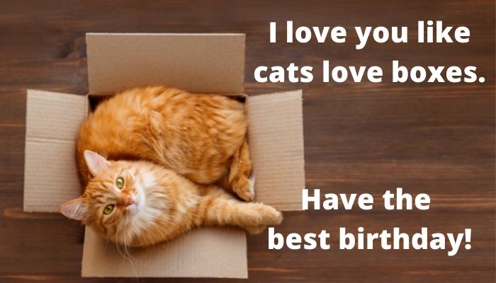 I love you like cats love boxes. Have the best birthday.
