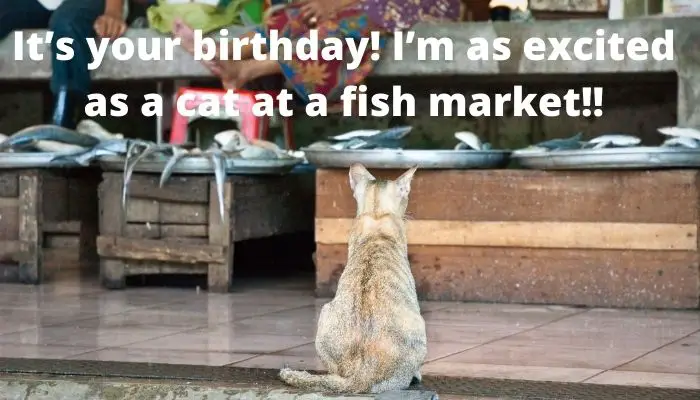 It’s your birthday! I’m as excited as a cat at a fish market!!