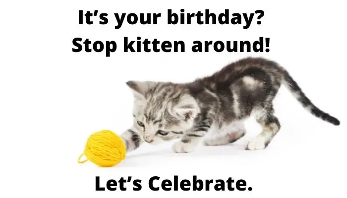 It’s your birthday? Stop kitten around! Let’s Celebrate.