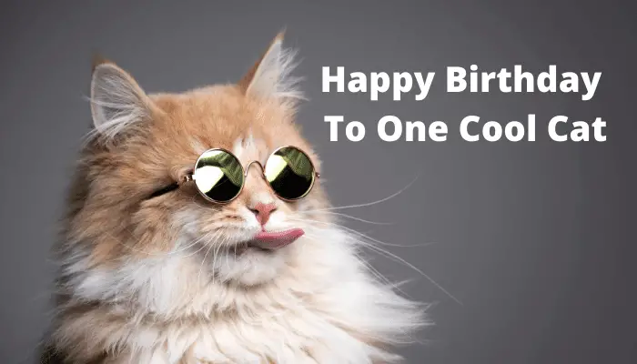 Happy-Birthday-To-One-Cool-Cat.png