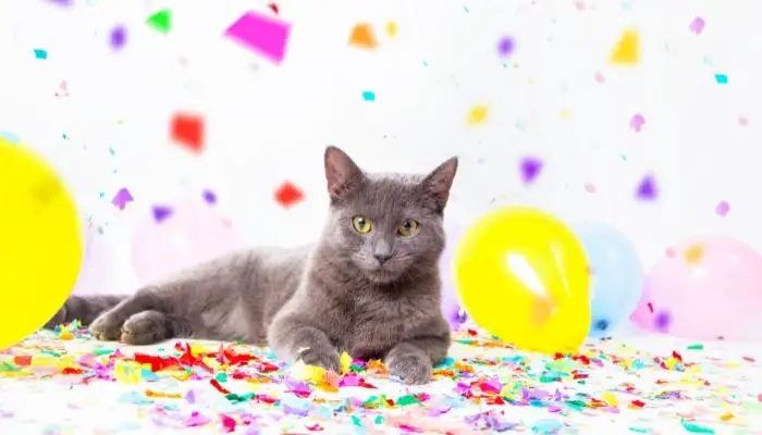 birthday wishes for cat lovers