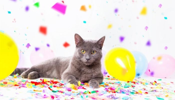 birthday wishes for cat lovers