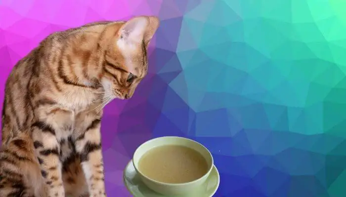 bone broth for cats