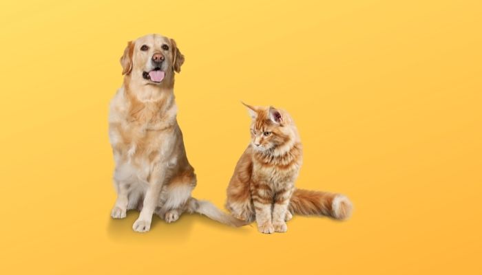 are dogs and cats compatible