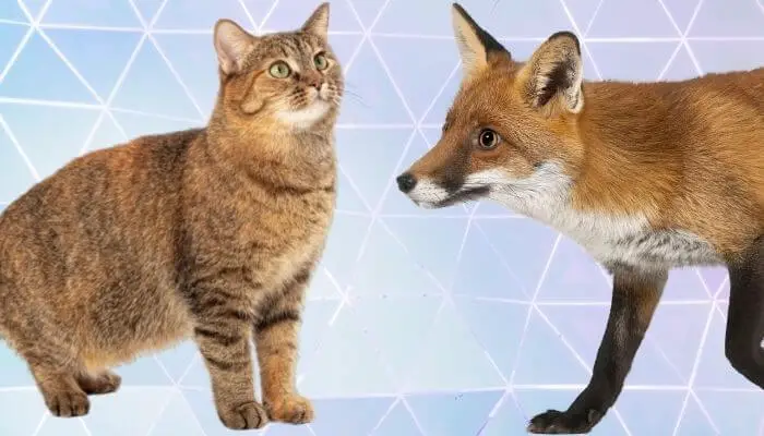 cat and fox