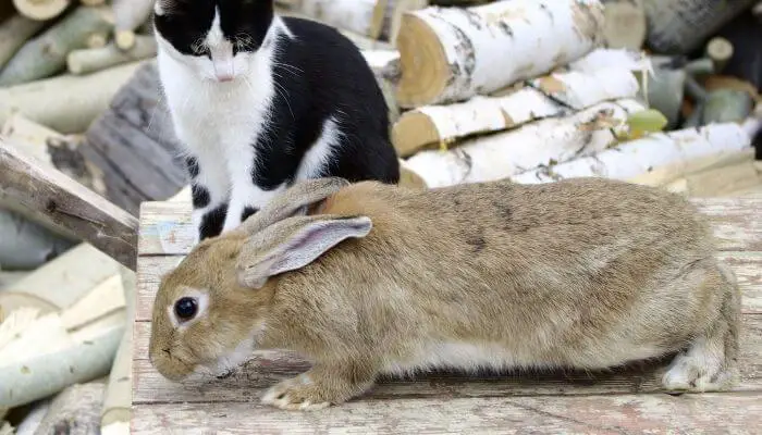 cat and rabbit