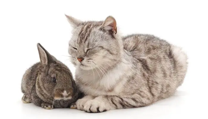 cat and small rabbit