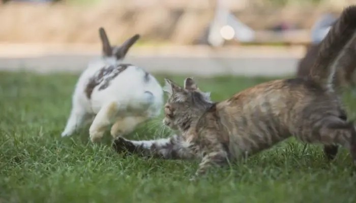 cat chasing rabbit