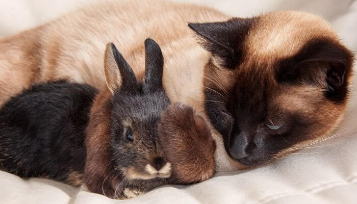 cat cuddling rabbit