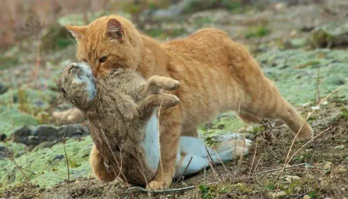 cat with dead rabbit