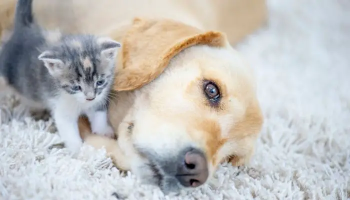 dog with kitten