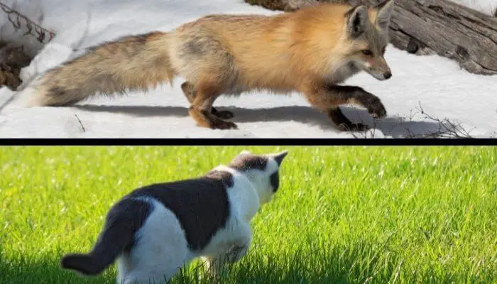 fox and cat behavioural similarities