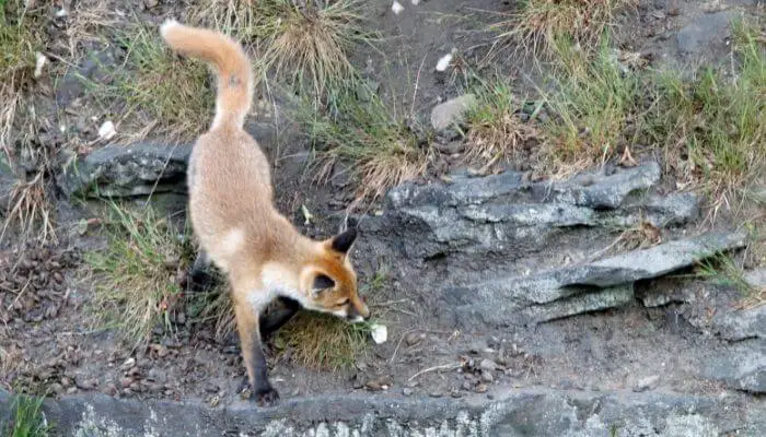 fox behaviour