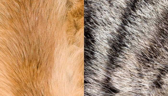 fox hair vs cat hair