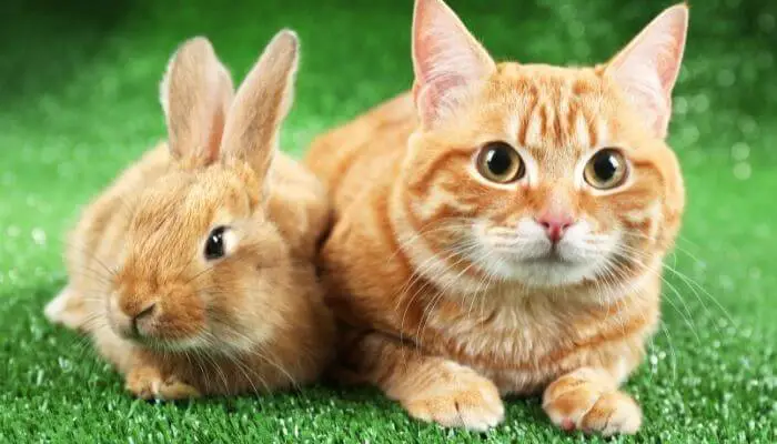 ginger cat and ginger rabbit