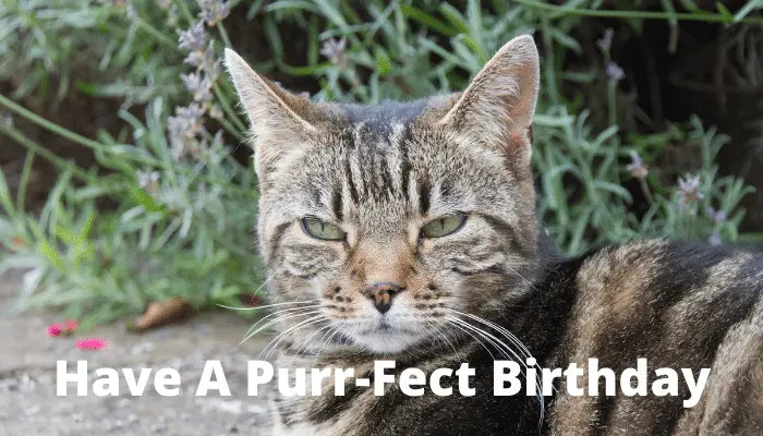 have a purrfect birthday