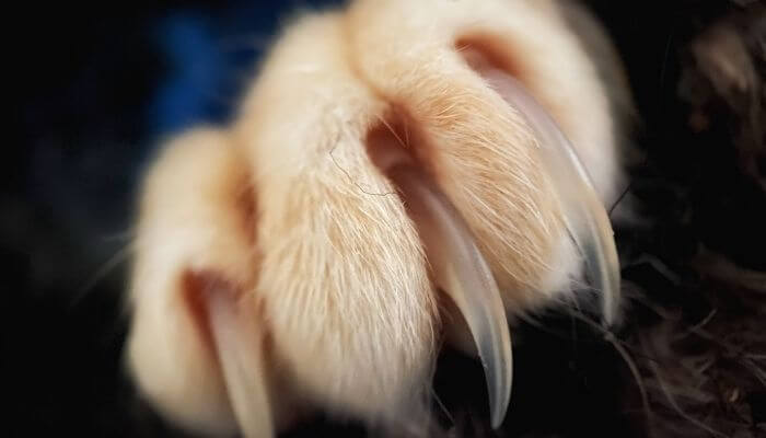 a cats claws