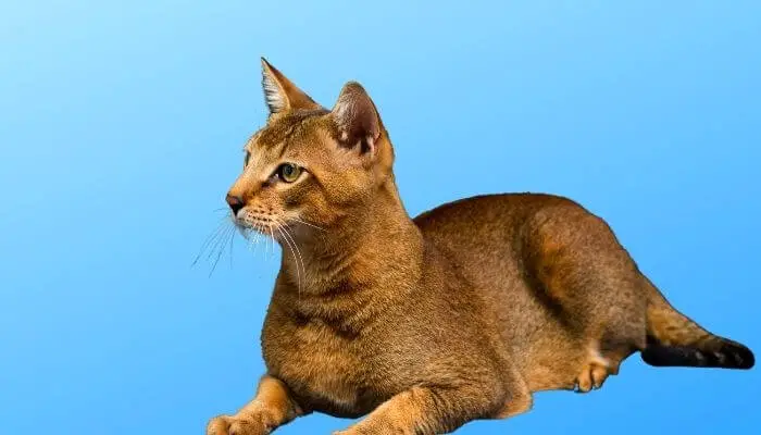 a chausie cat