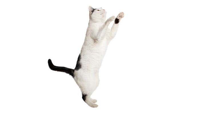 black and white cat standing on hind legs
