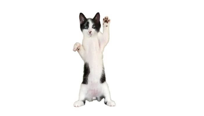black and white kitten standing on hind legs