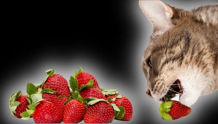 can cats eat strawberries