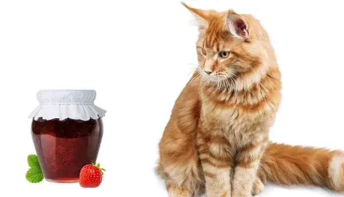 can cats eat strawberry jam