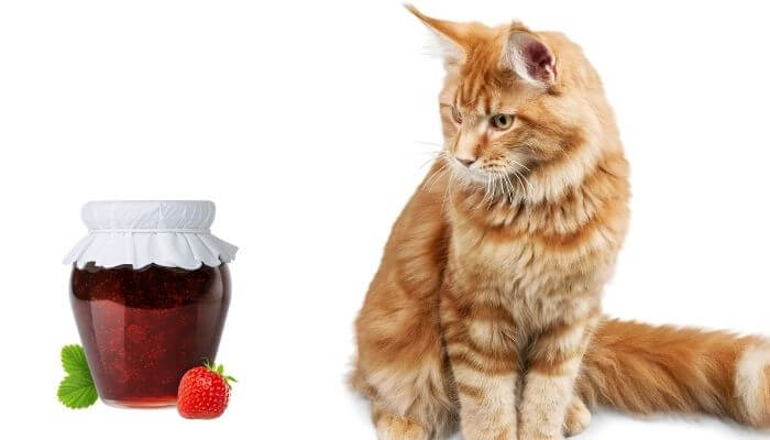 can cats eat strawberry jam