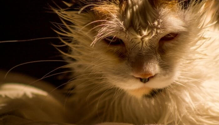 cat after being soaked in the rain