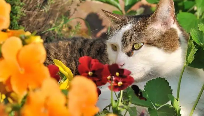 cat and flowers