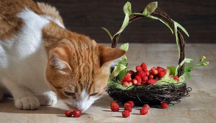 cat eating strawberries