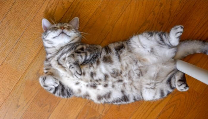 cat laying on back on kitchen floor