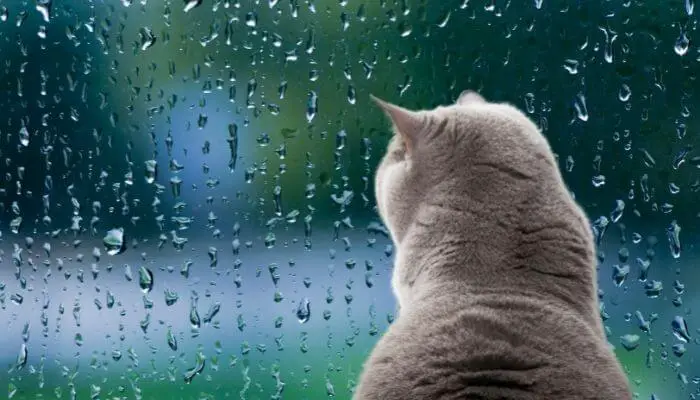 cat looking at rain