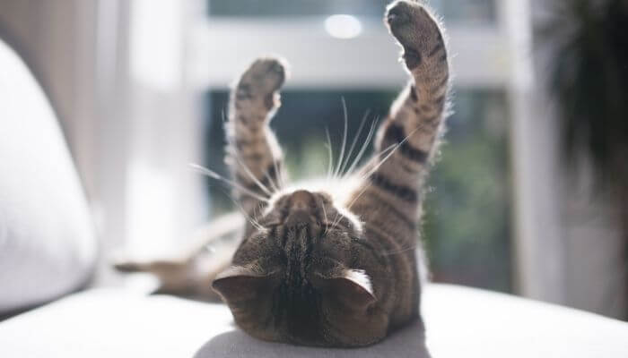 cat lying on back with paws up in sun