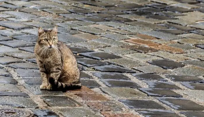 cat on damp cobbles