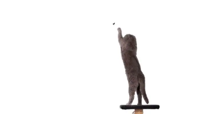 cat reaching for a fly