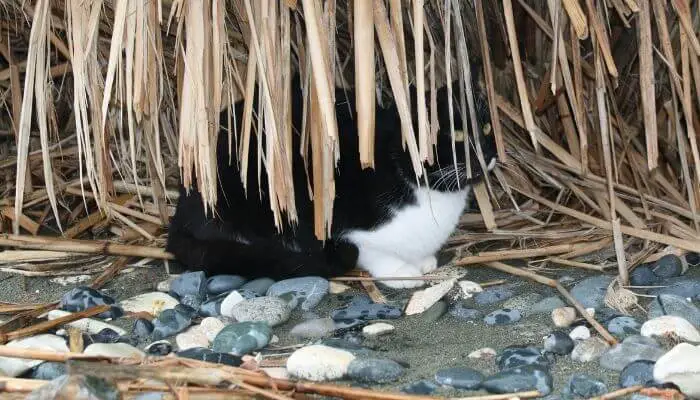 cat sheltering from the rain