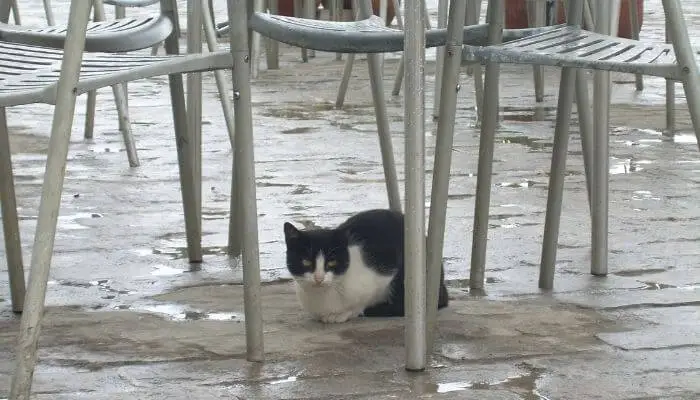 cat sheltering under chairs from the rain