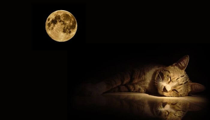 cat sleeping under a full moon