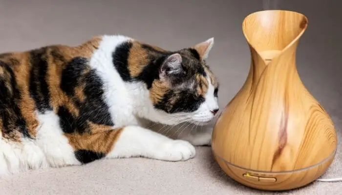 cat sniffing an oil diffuser