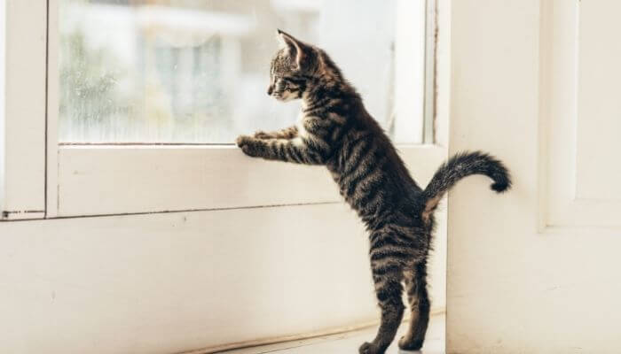 cat standing up on hind legs looking out of window