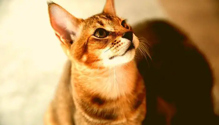 chausie breed