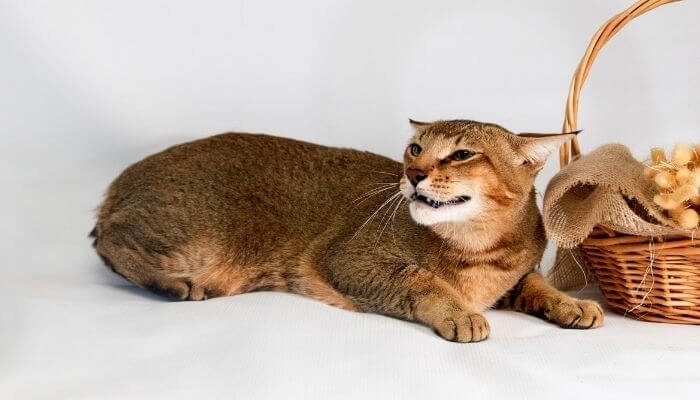 chausie cat breed guide