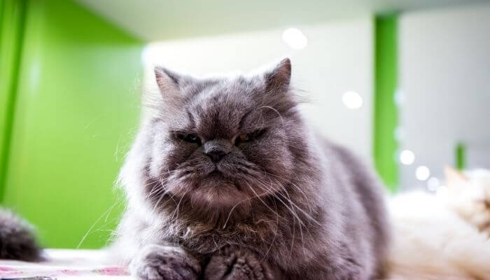 dark coloured persian tabby