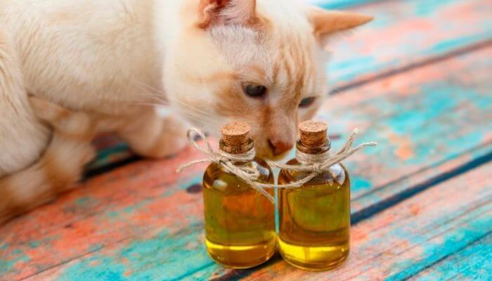 essential oil scents bad for cats