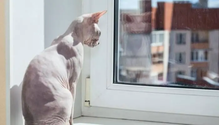 keeping a sphynx cat warm can be expensive