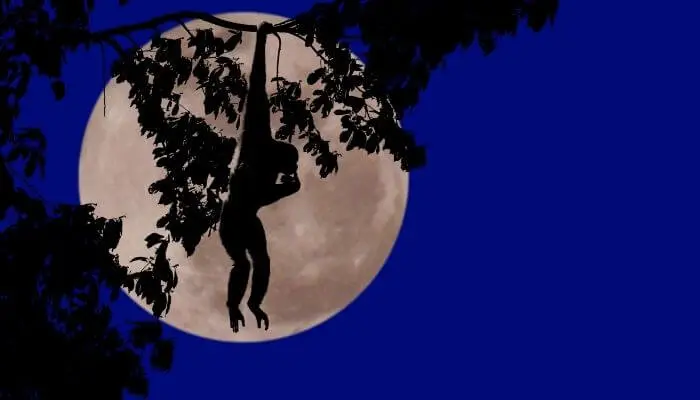 monkey hanging from a tree under a full moon