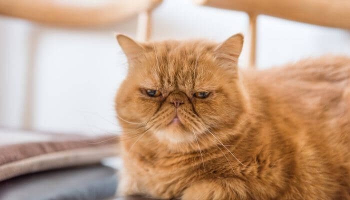 persian tabby cat (garfield)